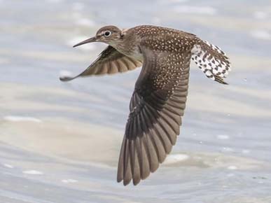 Photo of a Solitary Sandpiper