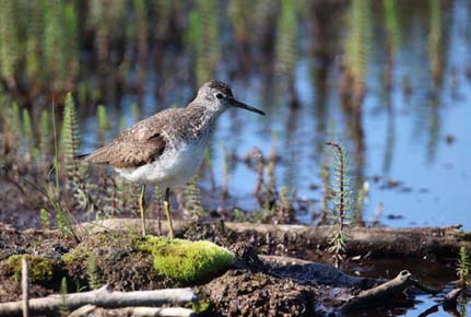 Photo of Solitary Sandpiper by Arin Underwood / ADF&G