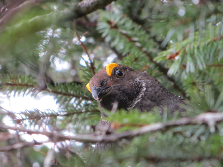 Photo of a Sooty Grouse