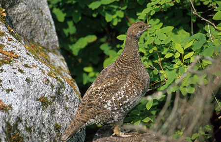 Photo of a Sooty Grouse