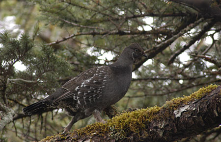 Photo of a Sooty Grouse