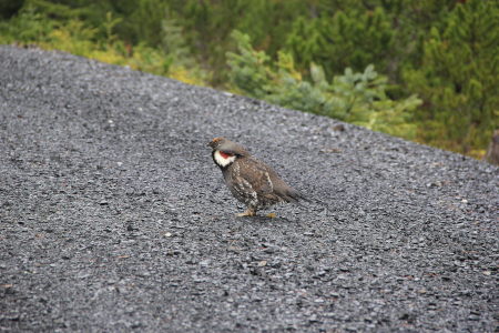 Photo of a Sooty Grouse