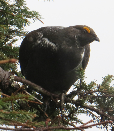 Photo of a Sooty Grouse