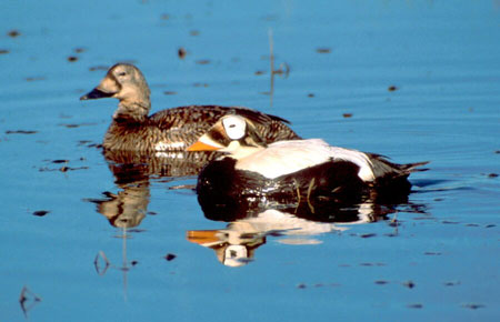Photo of a Spectacled Eider