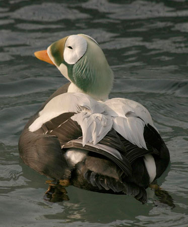 Photo of a Spectacled Eider