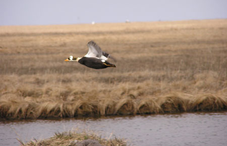 Photo of a Spectacled Eider