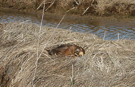 Photo of a Spectacled Eider