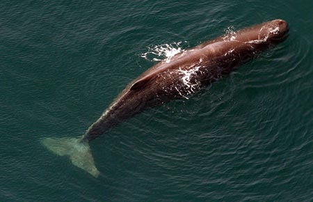 Photo of a Sperm Whale