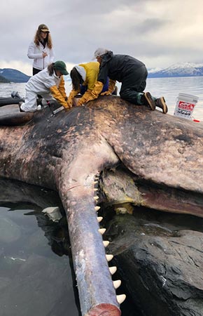 Photo of a Sperm Whale