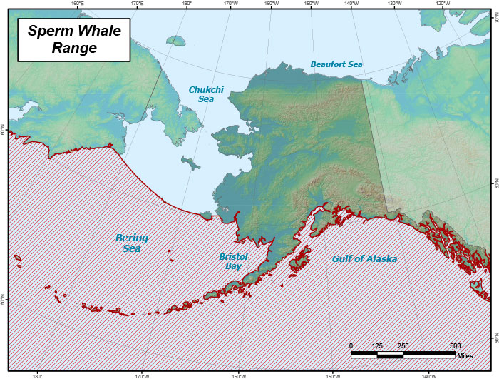 Range map of Sperm Whale in Alaska