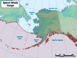 Sperm Whale range map