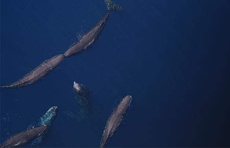 Photo of a Sperm Whale