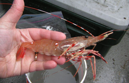 Canada popular fishing aquaculture shrimp trap