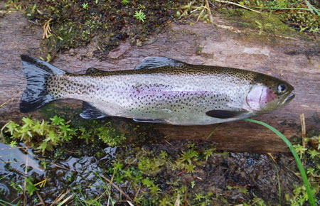 Photo of a Steelhead / Rainbow Trout