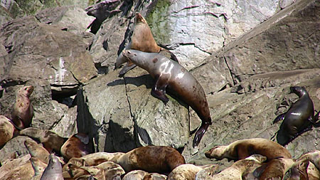 Photo of a Steller Sea Lion