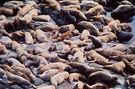 Photo of a Steller Sea Lion