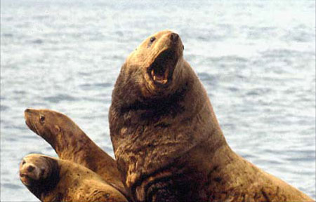 Photo of a Steller Sea Lion