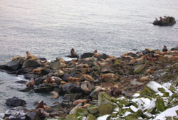 Steller sea lions