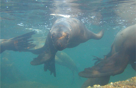 Photo of a Steller Sea Lion