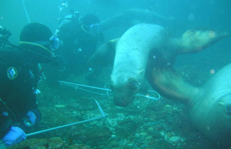 Photo of a Steller Sea Lion