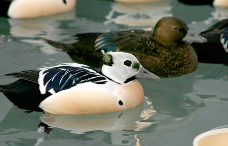 Photo of a Steller's Eider