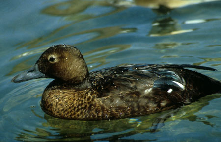 Photo of a Steller's Eider