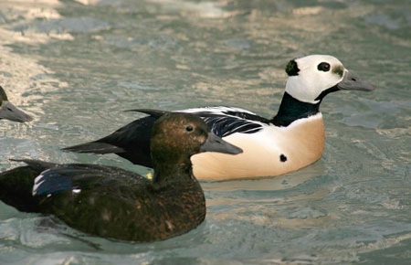 Photo of a Steller's Eider