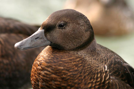 Photo of a Steller's Eider