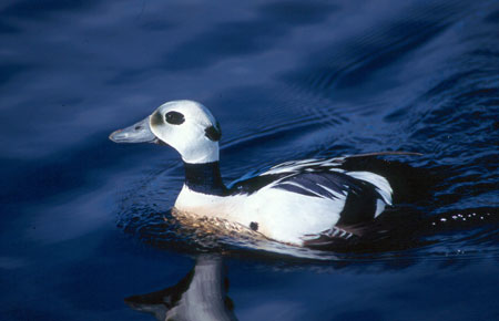 Photo of a Steller's Eider