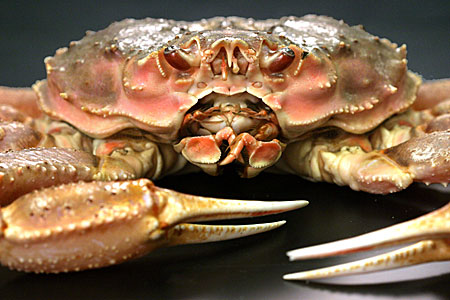 Photo of a Tanner Crab