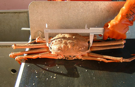 Photo of a Tanner Crab