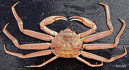 Photo of a Tanner Crab