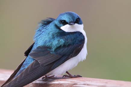 Photo of a Tree Swallow