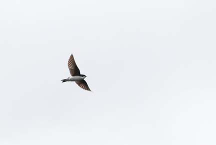 Photo of a Tree Swallow