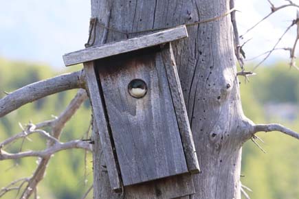 Photo of a Tree Swallow