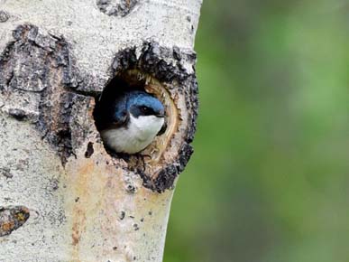 Photo of a Tree Swallow