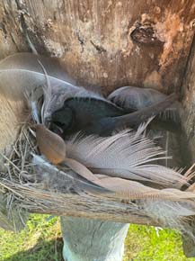 Photo of a Tree Swallow