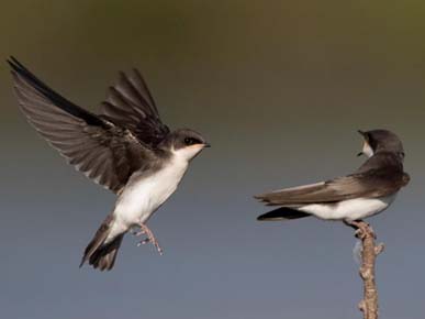 Photo of a Tree Swallow
