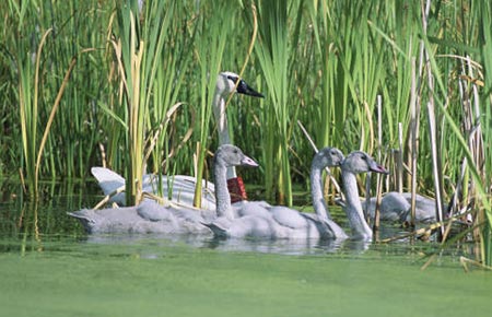 Photo of a Trumpeter Swan