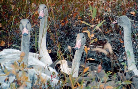 Photo of a Trumpeter Swan