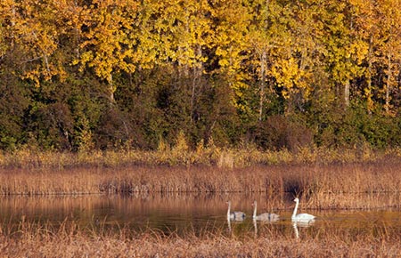 Photo of a Trumpeter Swan