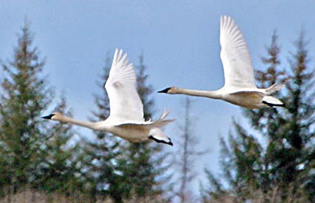 Photo of a Trumpeter Swan