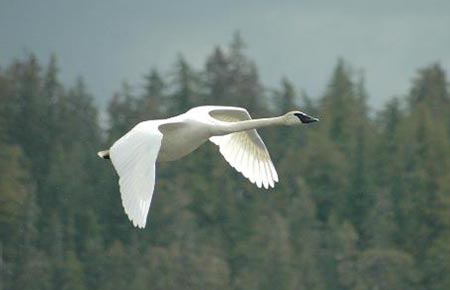 Photo of a Trumpeter Swan