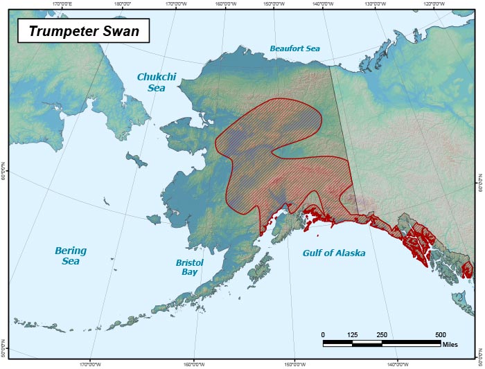 Range map of Trumpeter Swan in Alaska