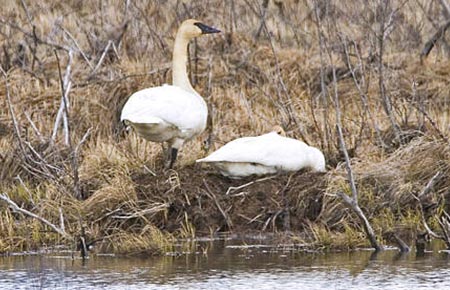 Photo of a Trumpeter Swan