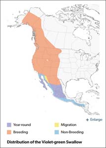 Violet-green Swallow range map