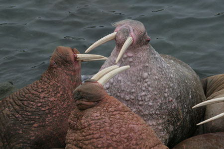 Photo of a Pacific Walrus