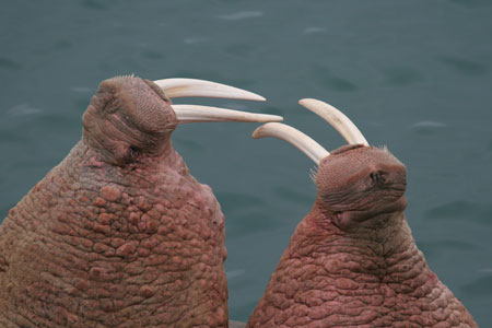 Photo of a Pacific Walrus