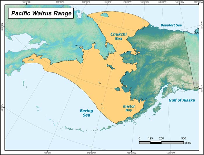 Range map of Pacific Walrus in Alaska