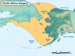 Pacific Walrus range map